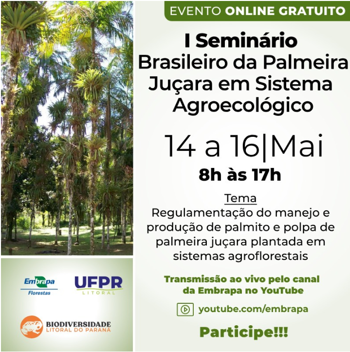Regulamentação do manejo e produção da Juçara
 13 de maio de 2025 - 13h31
Entre os dias 14 e 16 de maio, o Setor Litoral da Universidade Federal do Paraná sediará um seminário voltado à regulamentação do manejo e produção do palmito da palmeira juçara, cultivada em sistemas agroflorestais. O uso das sementes da juçara para a produção de polpa também será abordado, destacando o potencial econômico e ecológico do produto.

Realizado em parceria com a EMBRAPA Florestas, o Seminário reunirá pesquisadores, técnicos extensionistas e legisladores de diversas regiões do Brasil. A programação é especialmente direcionada a agricultores e agricultoras que já trabalham ou têm interesse em atuar com os produtos derivados da palmeira juçara. O Seminário é presencial e restrito a participantes convidados e previamente inscritos, porém todas as atividades serão transmitidas ao vivo no YouTube.

A iniciativa integra as atividades do projeto BioSAf envolvendo ações extensionistas dos professores do curso de agroecologia Manoel Flores Lesama e Gilson Walmor Dahmer. O final do evento culminará com as atividades programadas na Festa da Juçara, que ocorre dia 17 de maio (sábado).